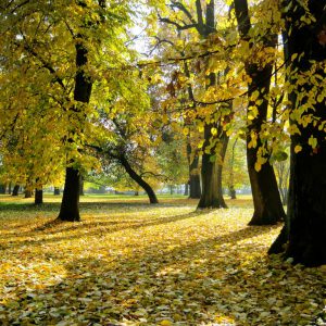 Ускоро нова трим стаза за рекреативце у Парку Младен Стојановић