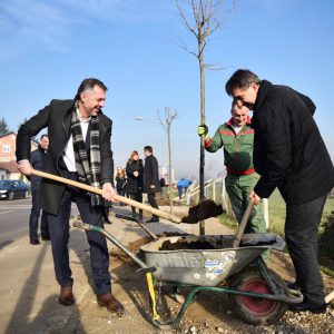 Нови дрворед на Петрићевцу Нови дрворед на Петрићевцу