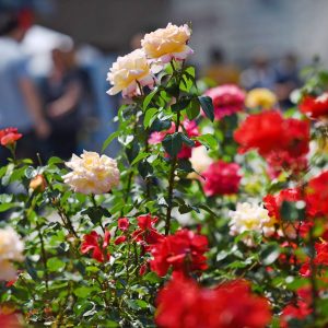 Тродневни Фестивал цвијећа: Припреме у пуном јеку