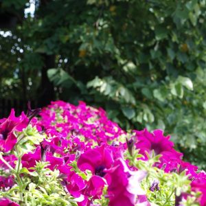 У току акција „Бирамо најуређеније“