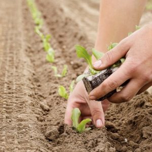 Повећане субвенције пољопривредницима: У току јавни позив за додјелу средстава Повећане субвенције пољопривредницима: У току јавни позив за додјелу средстава