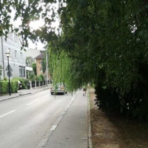 Издвојено из „Грађанске патроле“: Орезивање крошње стабла у Масариковој Издвојено из „Грађанске патроле“: Орезивање крошње стабла у Масариковој