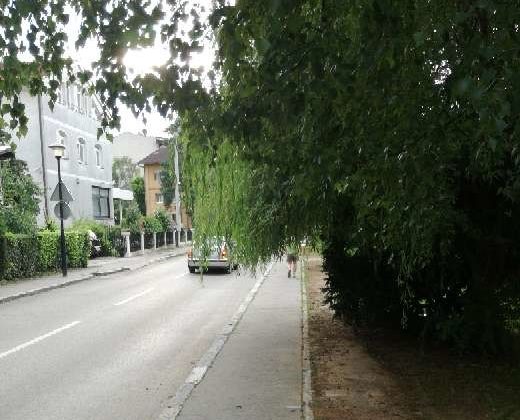  Uskoro uređenje krošnje vrbe u Masarikovoj