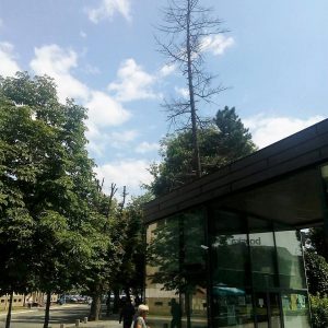 Сјеча осушених стабала на више локација у центру града