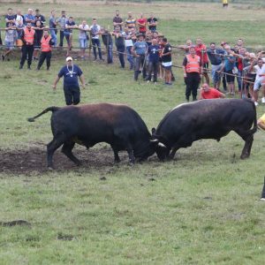 Бик Жујица побједник кориде у Стричићима
