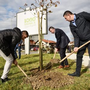 „1000 садница за љепшу Бању Луку“: Посађени платани уз Западни транзит