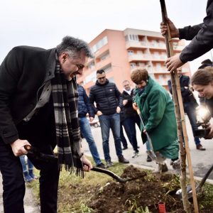 Црвени јавор за љепши амбијент у Лазареву Црвени јавор за љепши амбијент у Лазареву