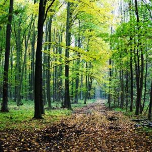 Припреме за будући арборетум у Трапиској шуми Припреме за будући арборетум у Трапиској шуми