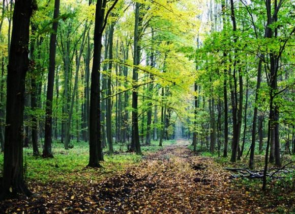  Фото илустрација