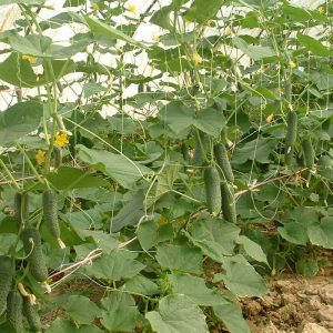 Презентације о производњи краставаца корнишона Презентације о производњи краставаца корнишона