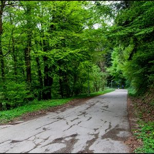 Извучена сва оборена стабла са Бањ брда Извучена сва оборена стабла са Бањ брда