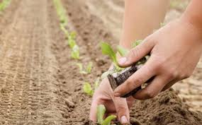 Позив пољопривредницима: Информишите се о овогодишњим подстицајима Позив пољопривредницима: Информишите се о овогодишњим подстицајима