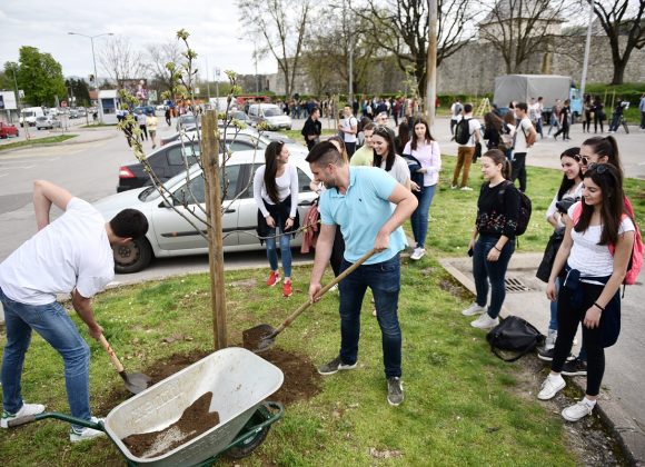  Прва ″Алеја матураната″ засађена прошлог прољећа у близини Кастела
