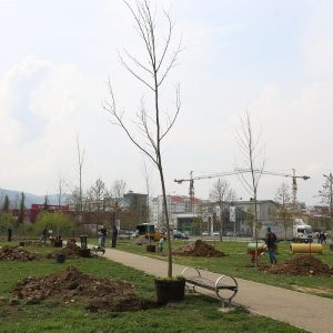 Посађени платани у парку  за извођење паса