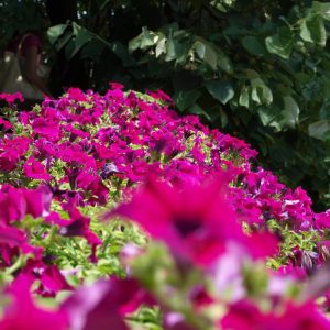 Отказан Бањалучки фестивал цвијећа Отказан Бањалучки фестивал цвијећа