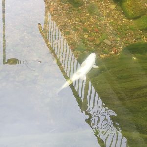 Инспекција утврђује разлоге угинућа рибе у Широкој ријеци