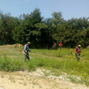Сљедеће седмице почиње акција кошења амброзије Сљедеће седмице почиње акција кошења амброзије