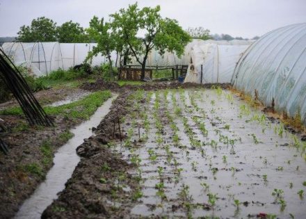  Foto ilustracija: Najveće štete zabilježene na usjevima na području Bronzanog majdana