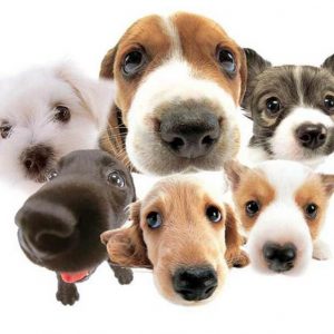 Нови азил за псе биће изграђен на Мањачи