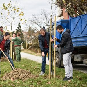 За љепши град: 700 нових стабала у дрворедима За љепши град: 700 нових стабала у дрворедима