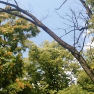 „Грађанска патрола“: Много пријава за обољела и неорезана стабла „Грађанска патрола“: Много пријава за обољела и неорезана стабла