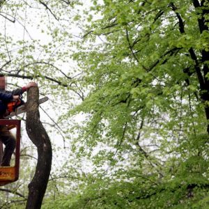 „Грађанска патрола“: Много пријава за обољела стабла „Грађанска патрола“: Много пријава за обољела стабла