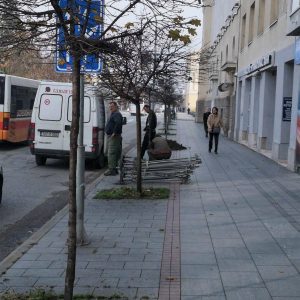 Нова здрава стабла мијењају обољело дрвеће