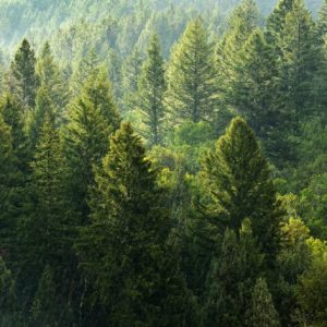 Новац од продаје шуме у локалне путеве и шумске стазе