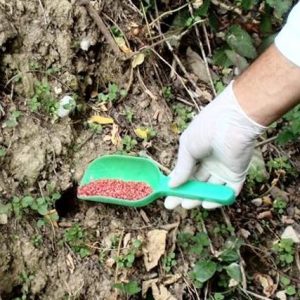 Почиње јесења дератизација