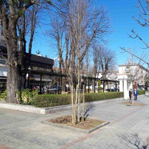 Нове саднице у градским дрворедима