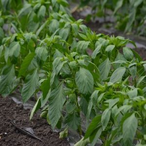 Продужен рок за пријаве за набавку сјеменског материјала Продужен рок за пријаве за набавку сјеменског материјала