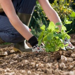 За сјеменске пакете конкурисало више од 550 суграђана За сјеменске пакете конкурисало више од 550 суграђана