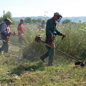 Počelo uklanjanje ambrozije sa javnih površina