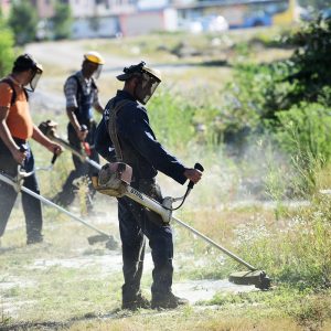 Акција уклањања амброзије приводи се крају, до сада покошено преко 60.000 квадрата