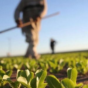 Помоћ од милион КМ: У току исплата подстицаја за пољопривреднике Помоћ од милион КМ: У току исплата подстицаја за пољопривреднике