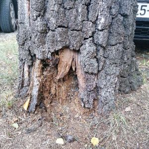 „Грађанска патрола“: Највше пријава за расвјету и осушена стабла