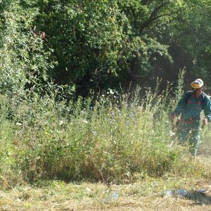 Амброзија уклоњена са 77.000 квадрата Амброзија уклоњена са 77.000 квадрата