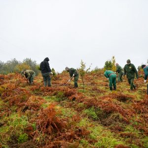 Почела акција пошумљавања на Пониру