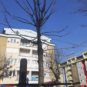 Попуњен дрворед у Булевару Степе Степановића Попуњен дрворед у Булевару Степе Степановића