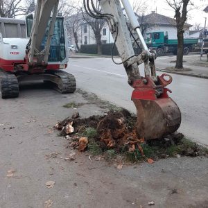 Нове саднице у дрворедима