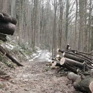 Рашчишћена стаза према Рајнеровом врелу и Трешњику Рашчишћена стаза према Рајнеровом врелу и Трешњику