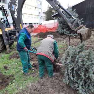 Због новог паркинга пресађена стабла смрче Због новог паркинга пресађена стабла смрче