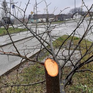 Несавјесни појединци посјекли три липе Несавјесни појединци посјекли три липе