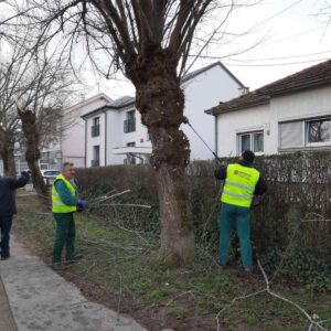 Орезани дрвореди за несметан пролазак аутобуса Орезани дрвореди за несметан пролазак аутобуса