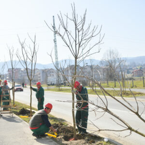 Gradski drvoredi bogatiji za 200 sadnica