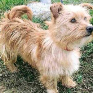 Свјетски дан напуштених животиња: Пружите дом некој од њих