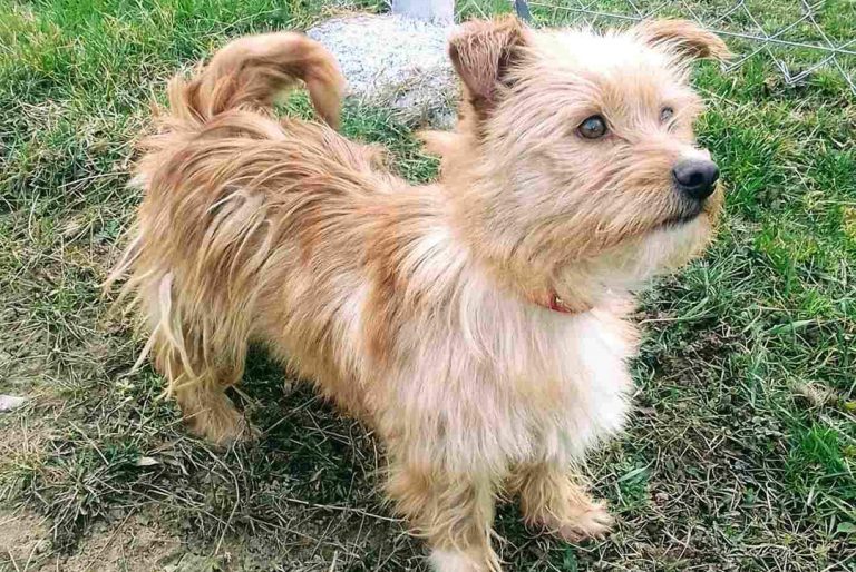  Фото: mojljubimac.net