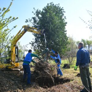 Stablo iz centra presađeno na lokaciju budućeg gradskog parka