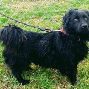 Пружите дом напуштеним животињама Пружите дом напуштеним животињама