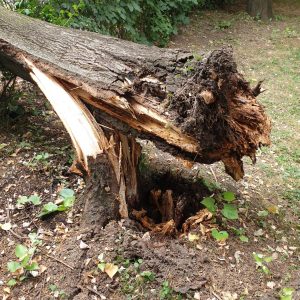 Нова варош: Уклоњено оборено стабло